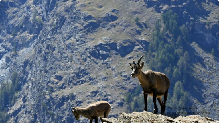 Alpine-ibex-on-a-rocky-mountainside
