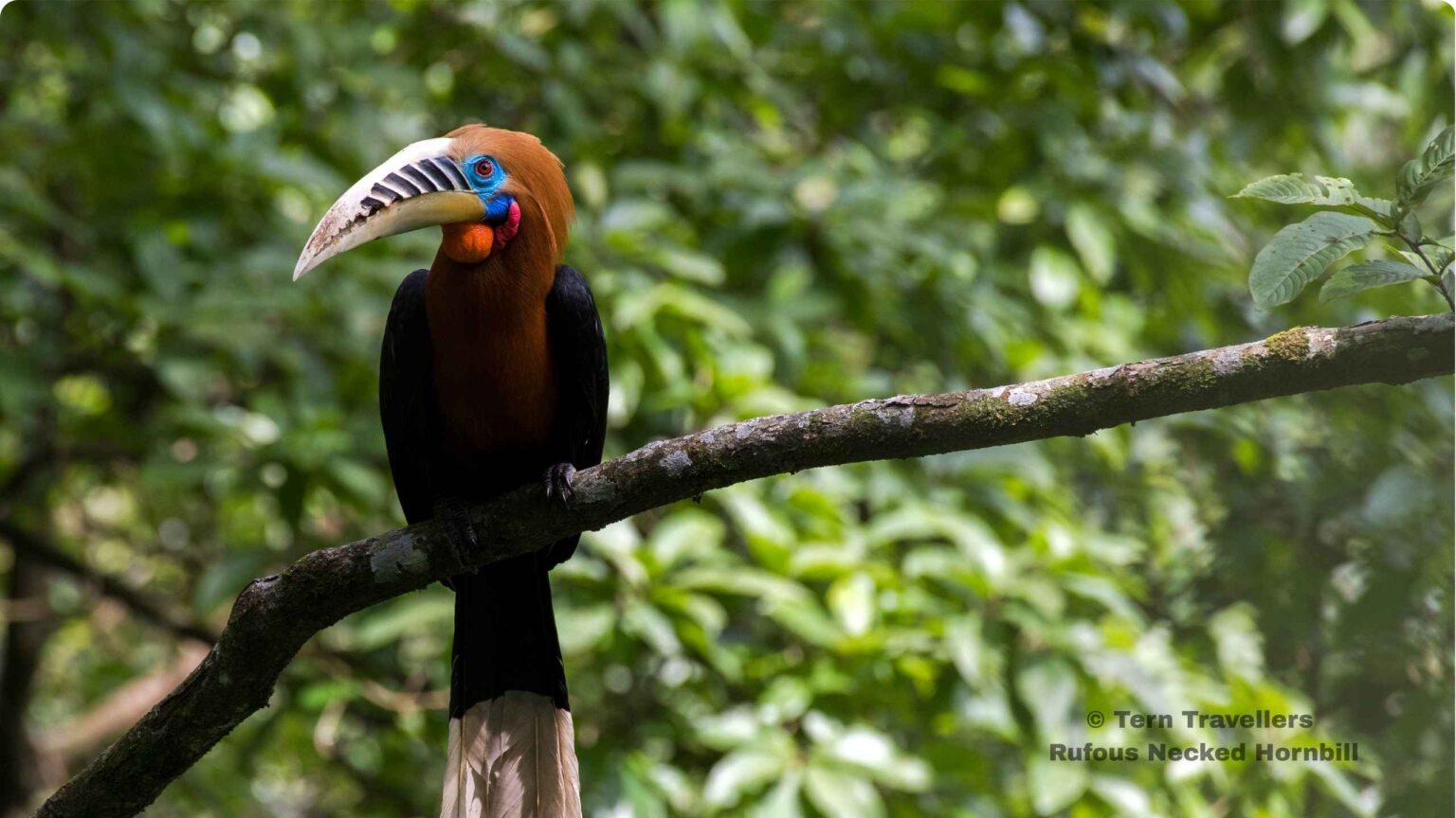 Rufous-Necked-Hornbill-perched-on-a-tree-branch-eaglenest-wildlife-sanctuary-birding-trip