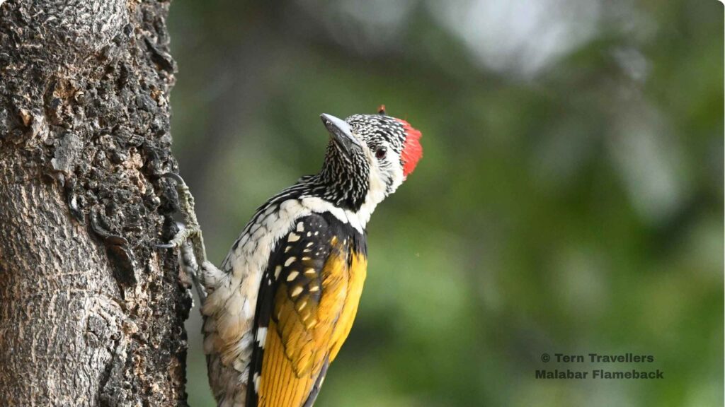 Malabar-Flameback-perched-on-a-tree-trunk-nagarhole-birding-expedition-tern-travellers