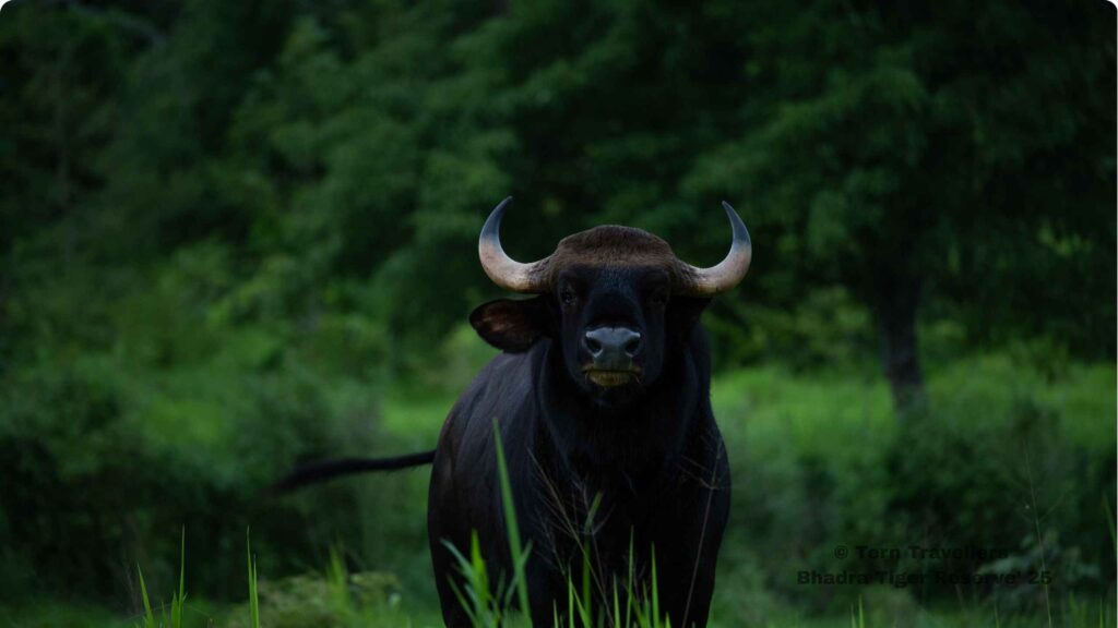 Indian-Bison-standing-in-a-dense-green-forest-habitat-bhadra-black-leopard-safari-india
