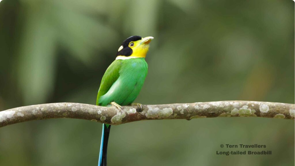 Long-tailed-Broadbill-perched-on-a-tree-branch-eaglenest-wildlife-sanctuary-birding-trip
