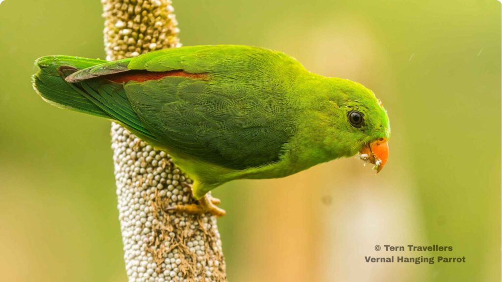 Vernal-Hanging-Parrot-foraging-on-a-seed-pod-nagarhole-birding-expedition-tern-travellers