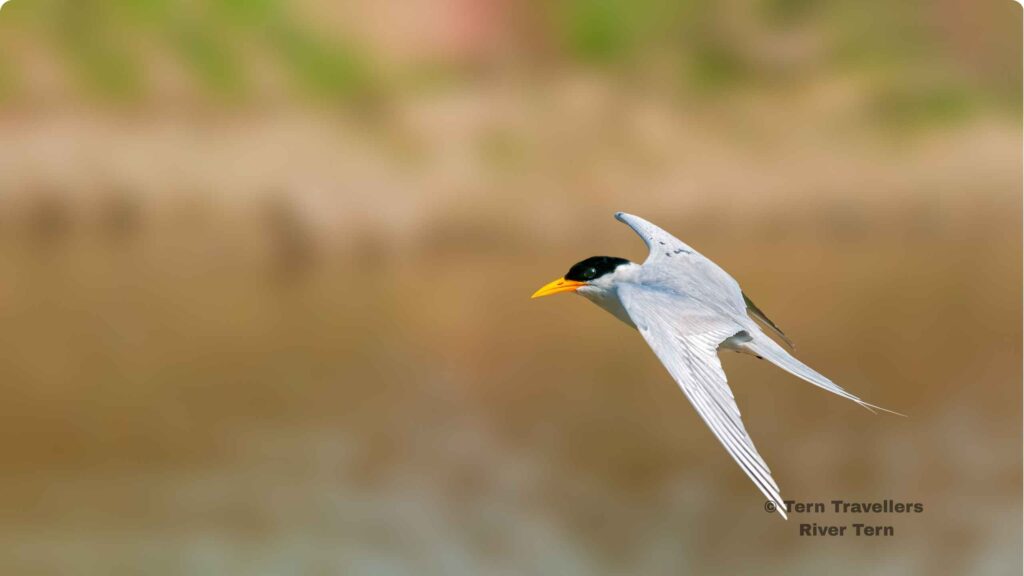 A-Shot-of-River-Tern-flying-bhadra-black-leopard-safari-india