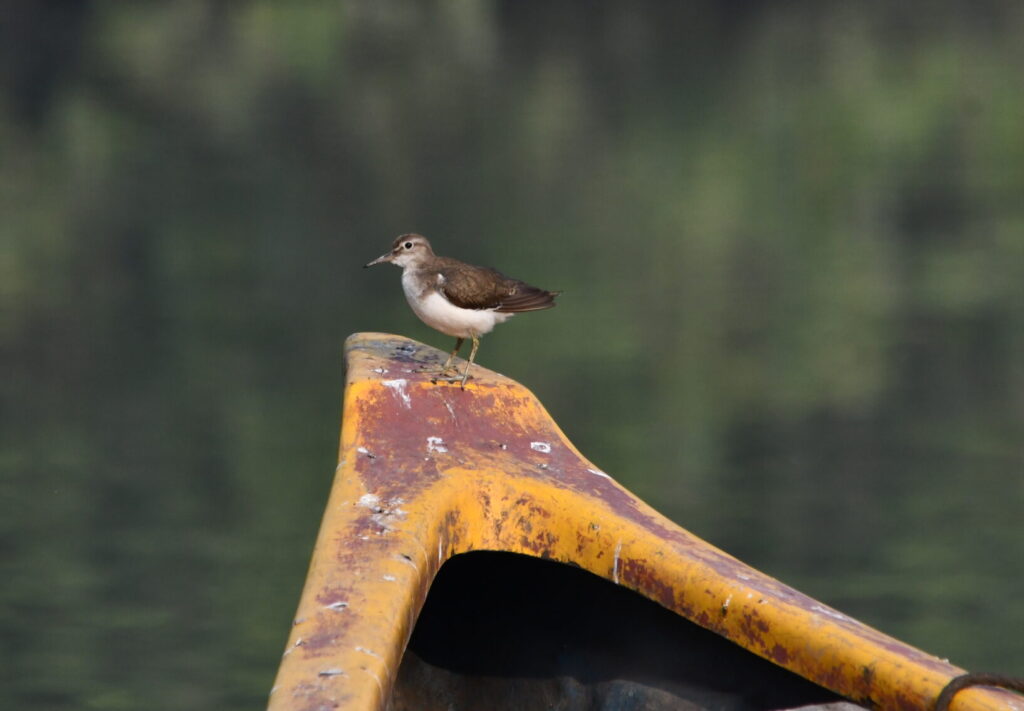 Common-Sandpiper-perched-on-a-boat