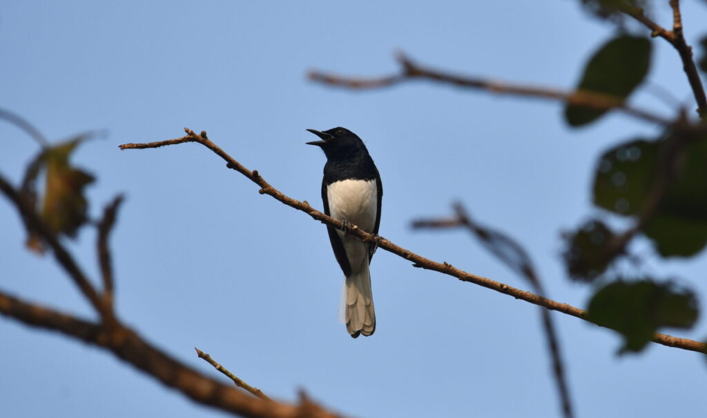 Oriental-Magpie-Robin-perched-on-a-tree-twig