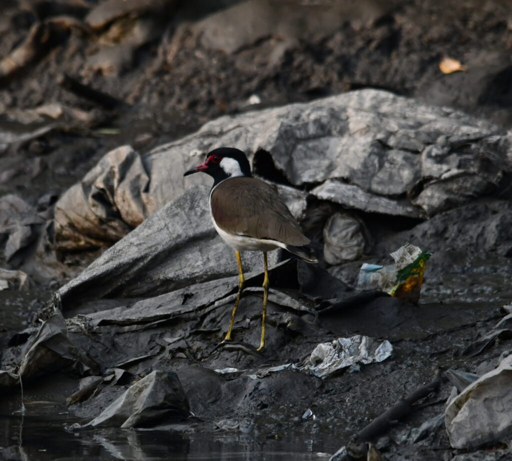 Red-Wattled-Lapwing-standing-on-marshy-land