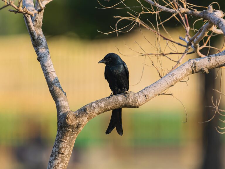 Black-Drongo-sitting-on-a-branch