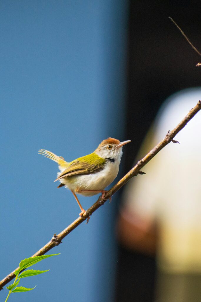 Common-Tailorbird-sitting-on-a-twig