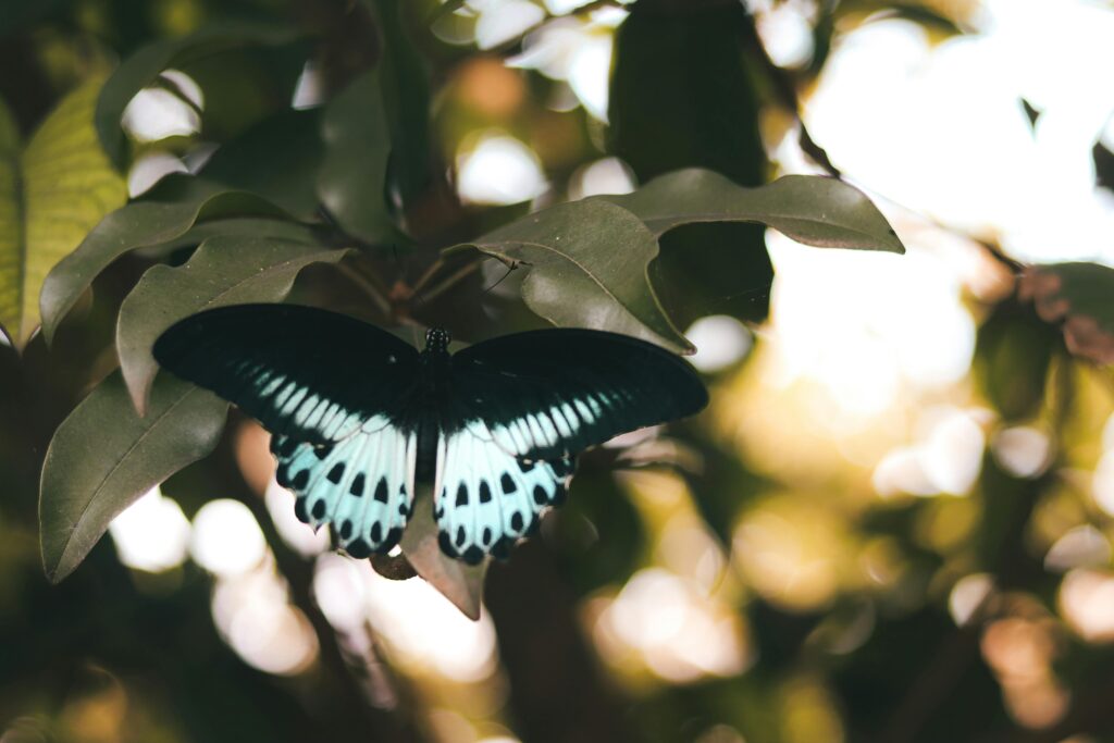 Close-up-of-the-Blue-Mormon-Butterfly