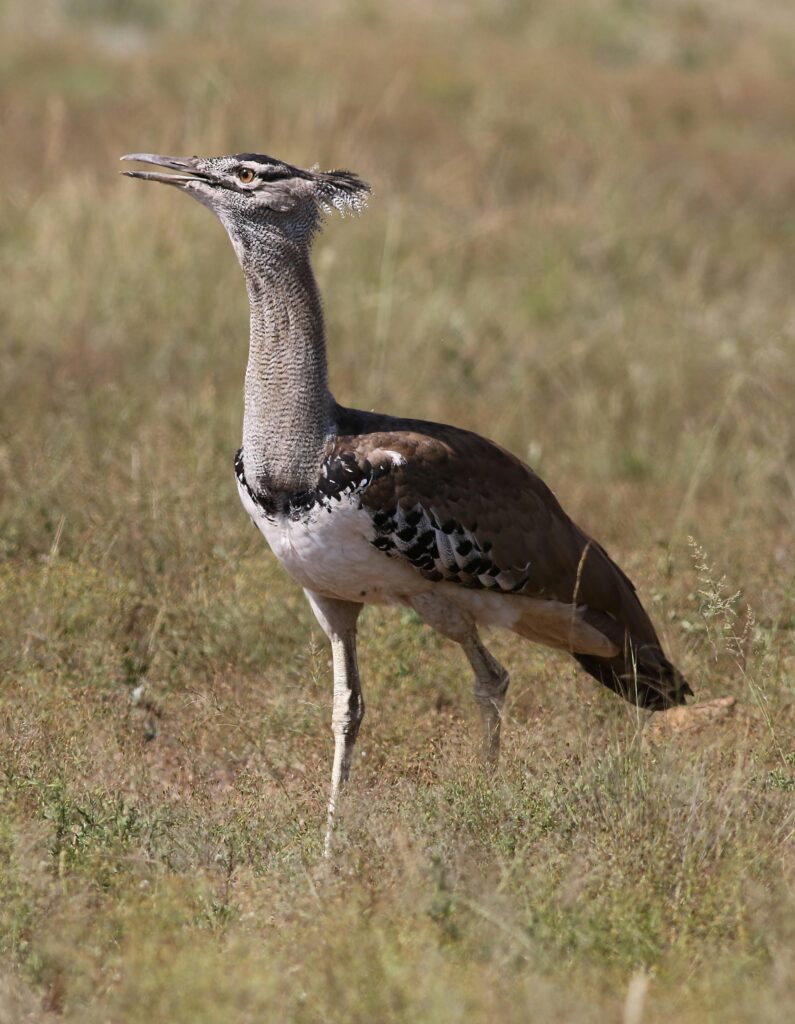 A-close-up-shot-of-the-Great-Indian-Bustard