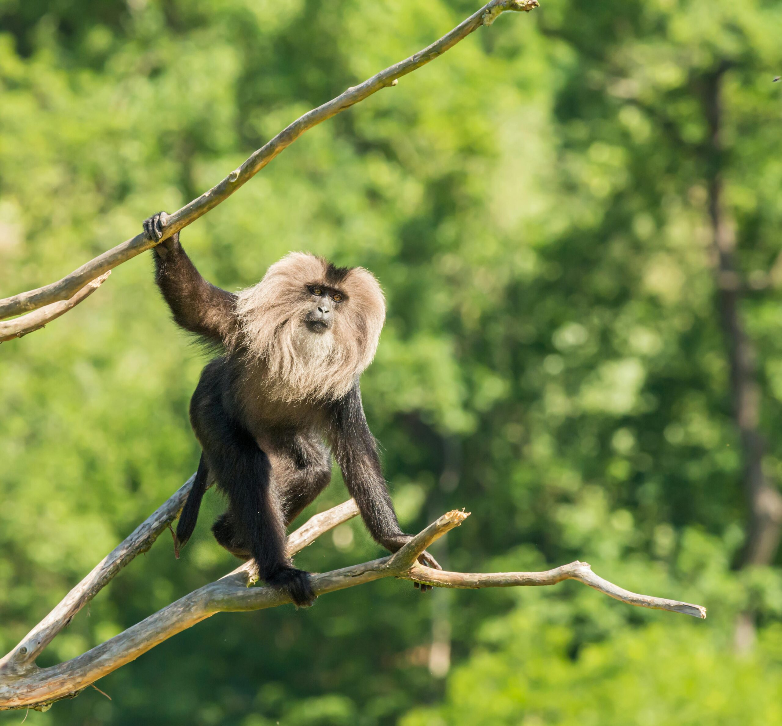 Lion-tailed-Macaque-sitting-on-dry-tree-branch