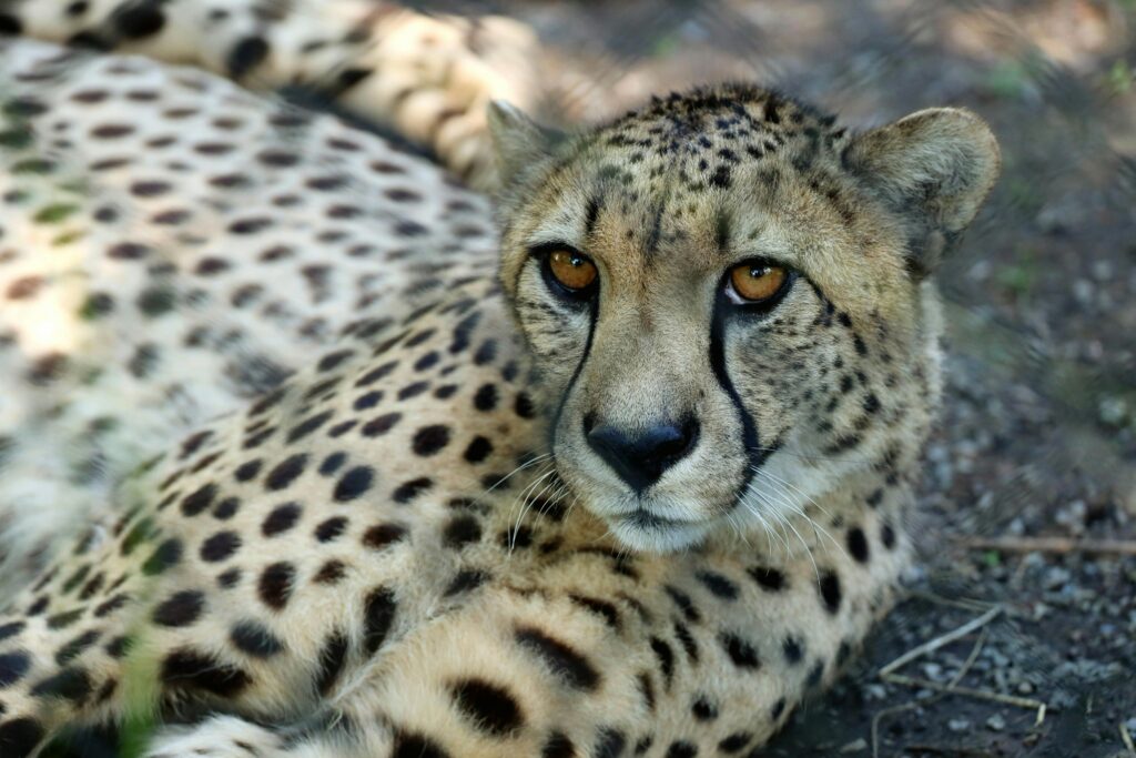 A-close-up-shot-of-Cheetah-Lying-Down