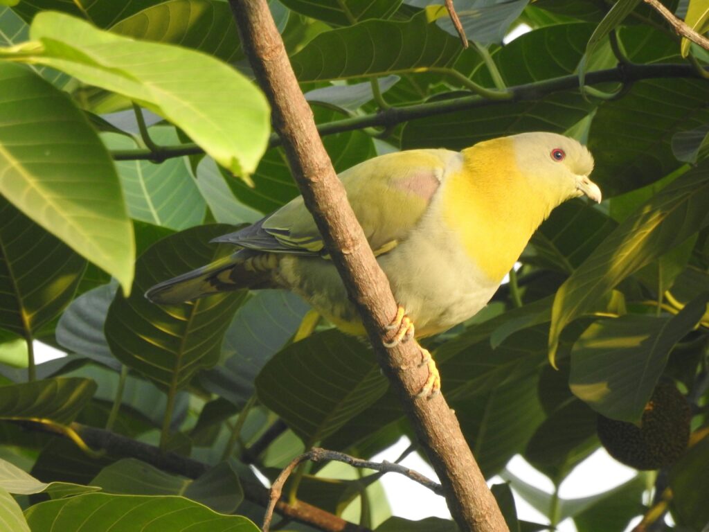 Yellow-footed-Green-Pigeon-sitting-on-a-tree-branch