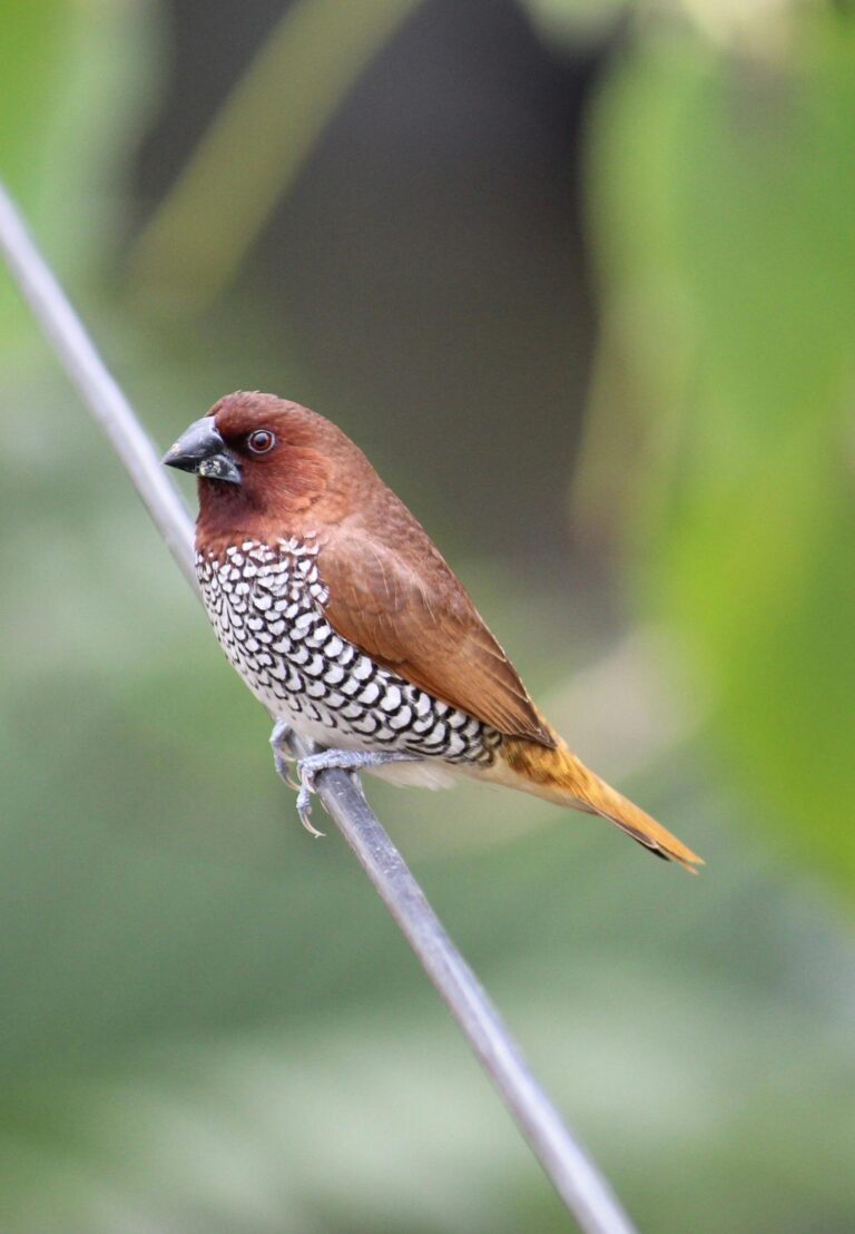 Close-Up-Shot-of-Scaly-breasted-Munia