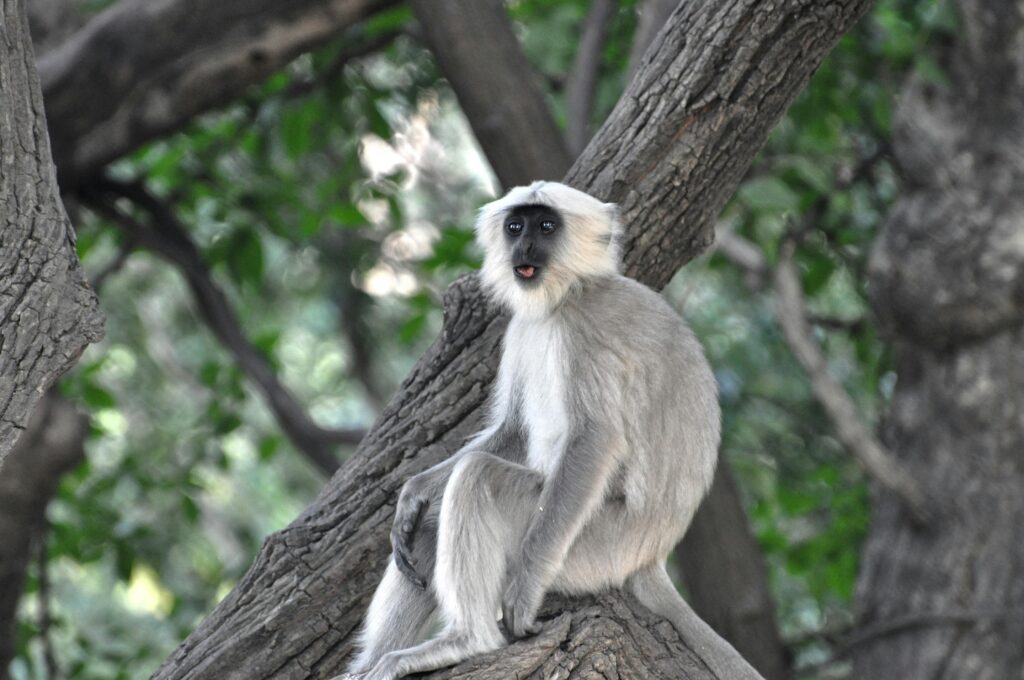 Grey-Langur-sitting-on-a-branch