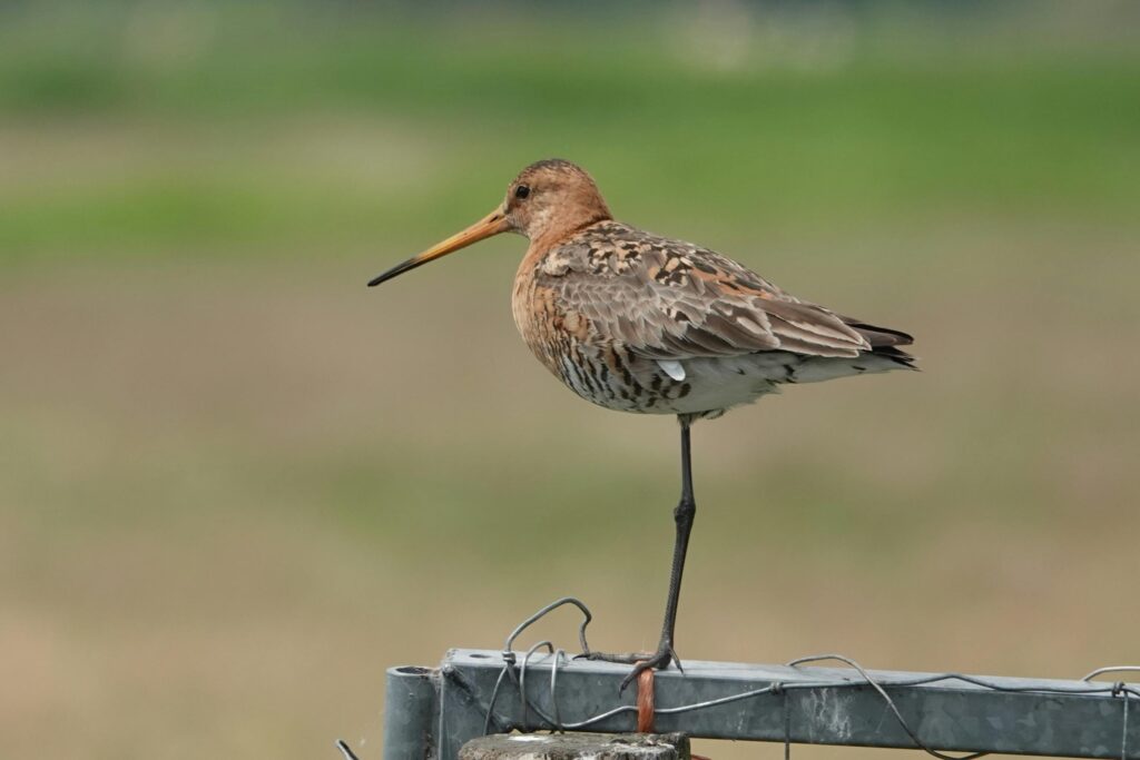 Close-Up-Shot-of-Black-tailed-Godwit-standing-on-one-leg