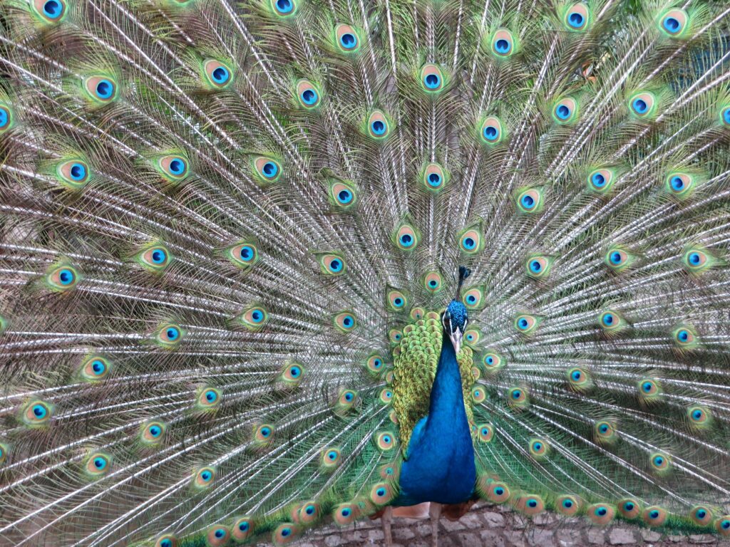 Close-Shot-of-a-Dancing-Peacock