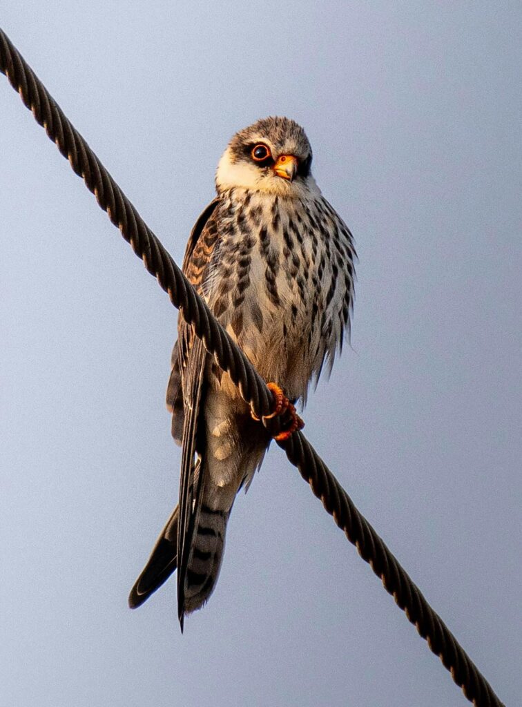 Amur-Falcon-on-a-wire