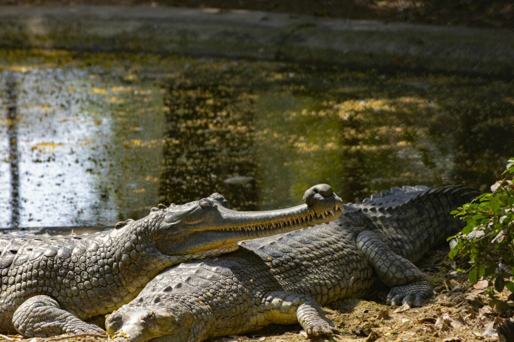 Two-Gharials-resting-by-a-pond