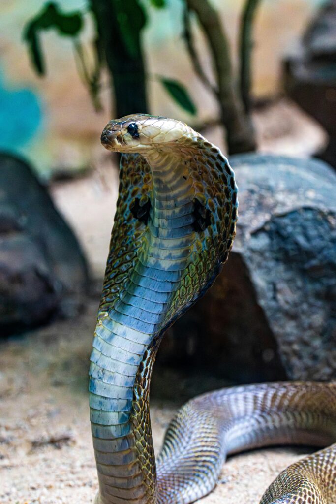 A-Close-Up-of-King-Cobra-Displaying-Hood-in-Natural-Habitat-Agumbe
