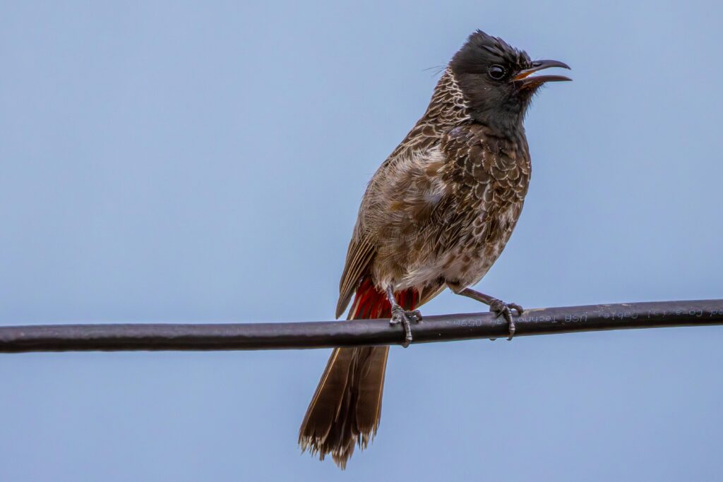 Red-Vented-Bulbul-Perched-on-Wire-in-Blue-Sky