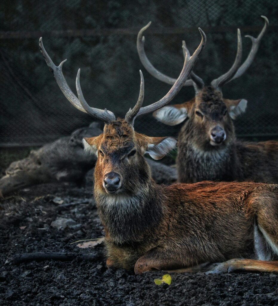Barasingha-Swamp-Deer-sitting-on-ground