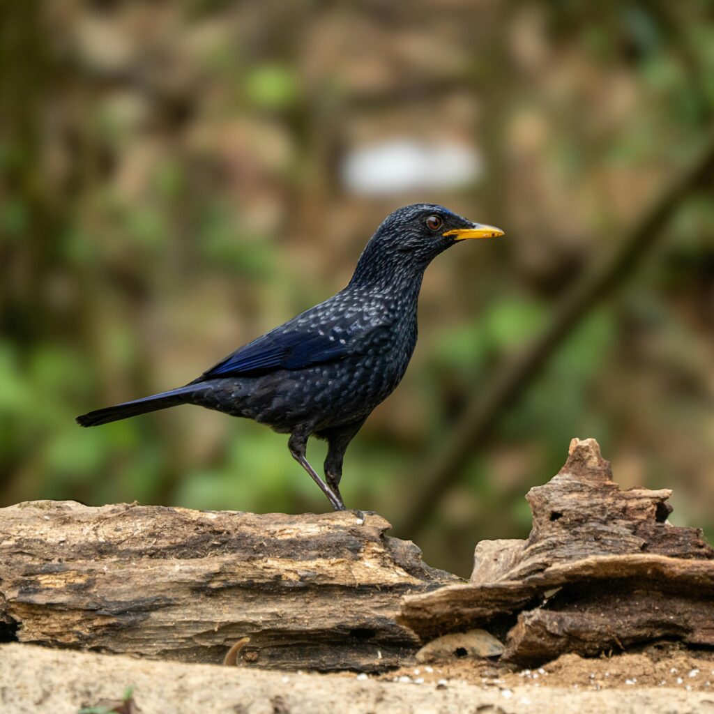 Blue-Whistling-Thrush-Perched-on-Wood-Outdoor