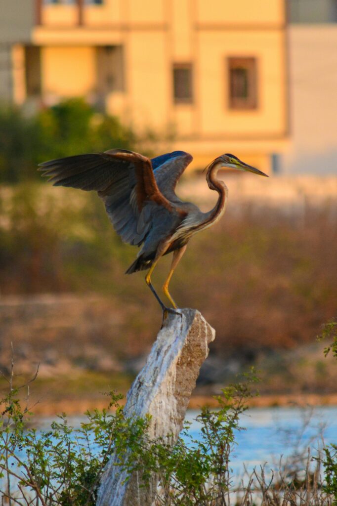 Purple-Heron-sun-basking