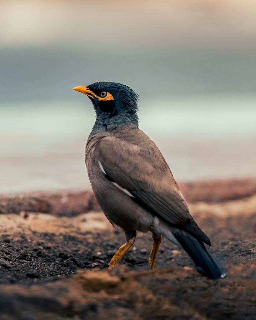 A-Close-Up-Shot-of-Common-Myna