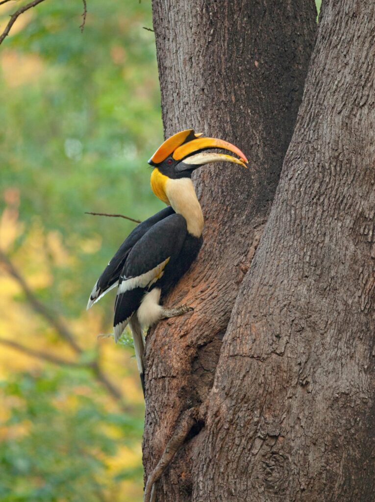 a-great-indian-hornbill-perched-on-a-tree-trunk