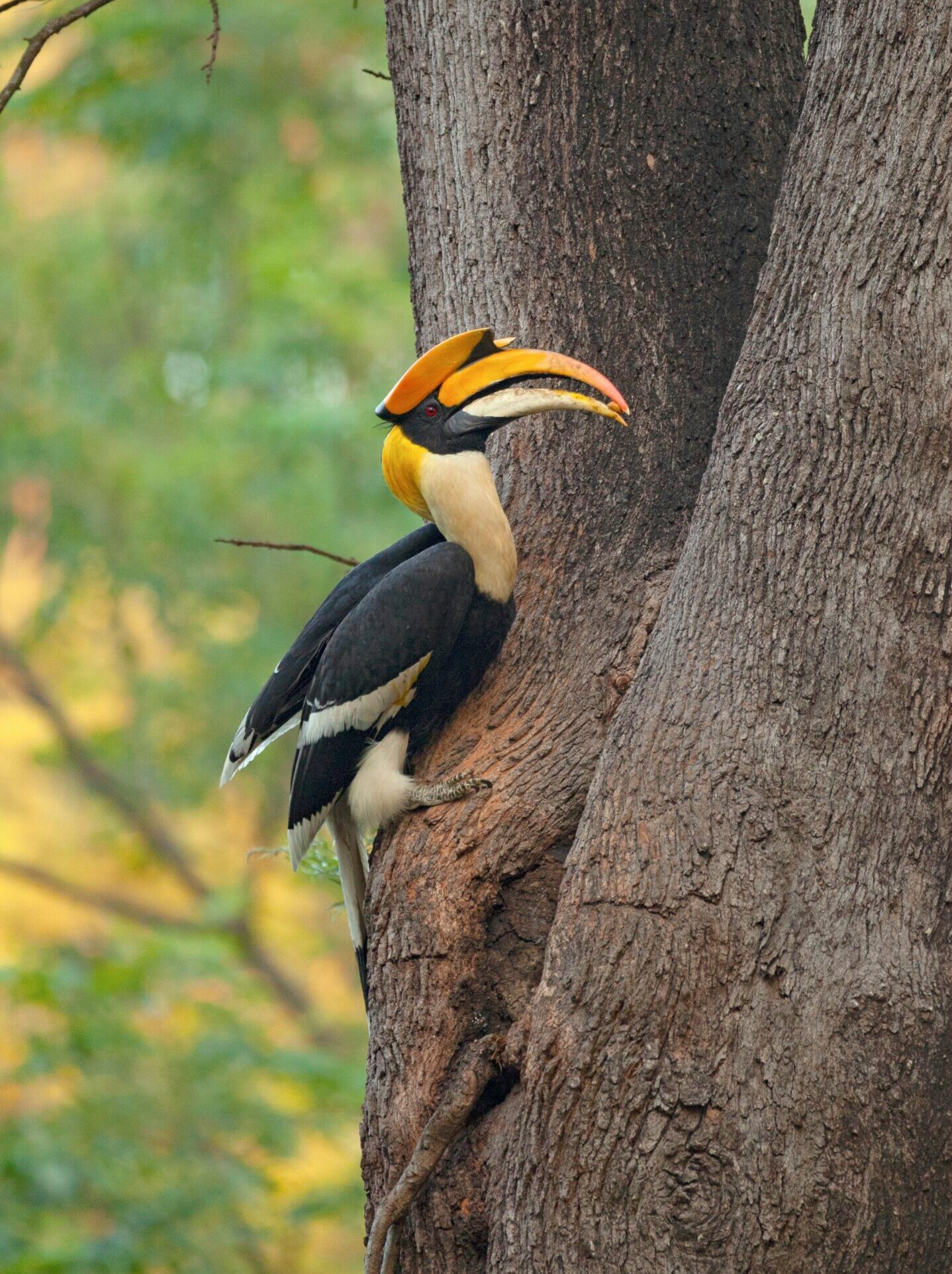 a-great-indian-hornbill-perched-on-a-tree-trunk