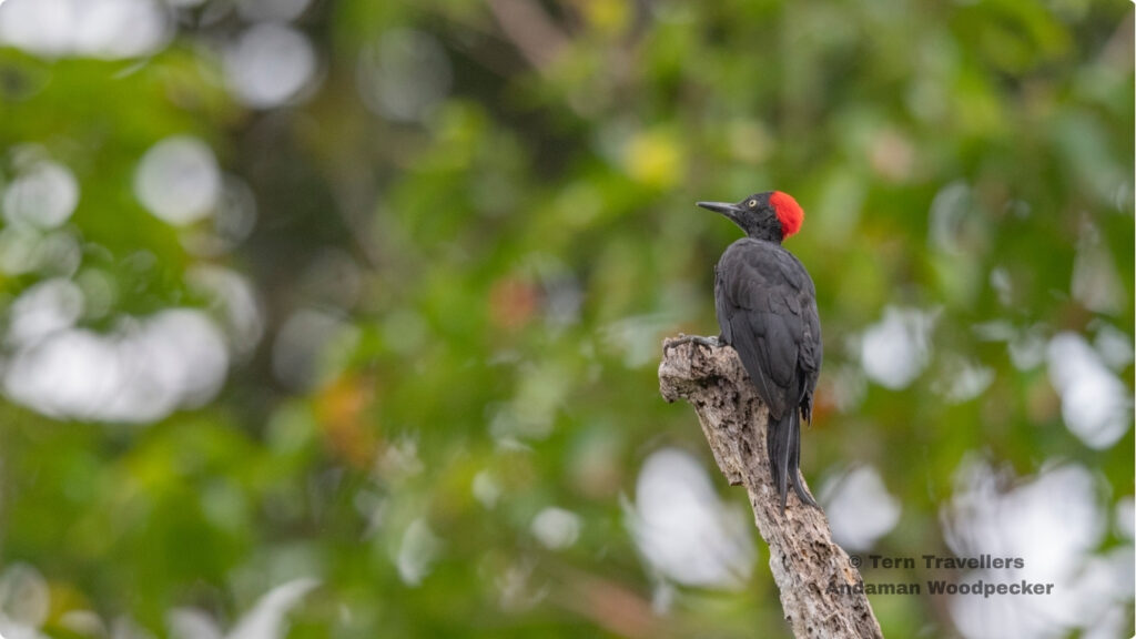 andaman-woodpecker-birding-trip-tern-travellers