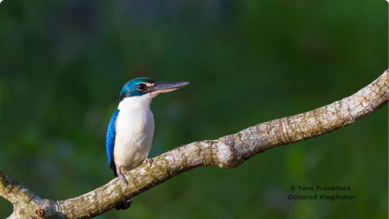 andaman-birding-trip-tern-travellers