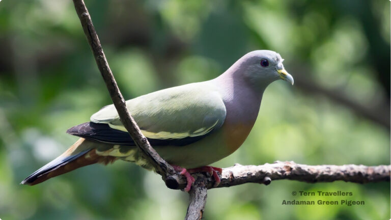 andaman-birding-trip-tern-travellers