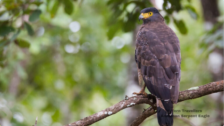 andaman-birding-trip-tern-travellers