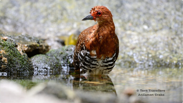 andaman-birding-trip-tern-travellers