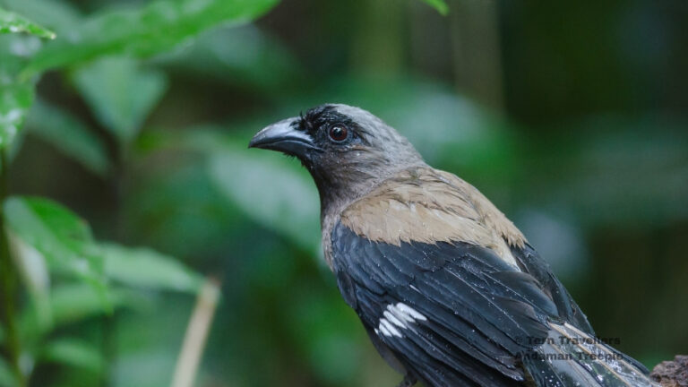 andaman-birding-trip-tern-travellers