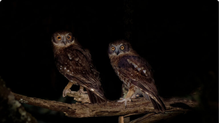 andaman-birding-trip-tern-travellers