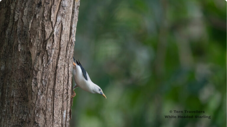 andaman-birding-trip-tern-travellers