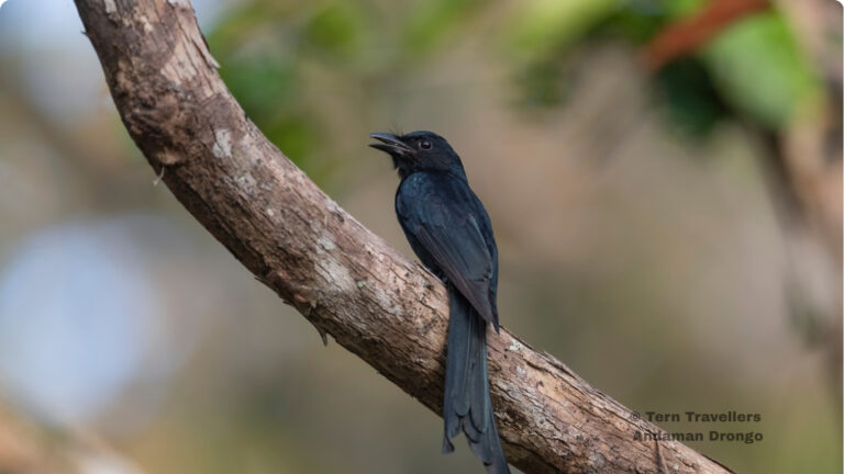 andaman-birding-trip-tern-travellers