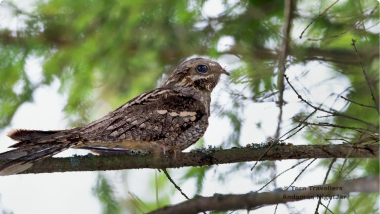 andaman-birding-trip-tern-travellers